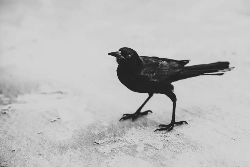 Spiritual Meaning of Raven